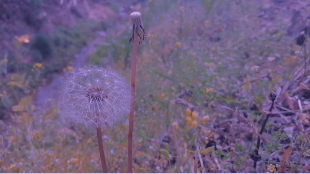 【春暖花开,为你而来】